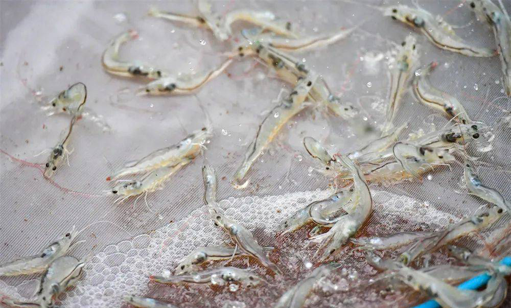 水產(chǎn)養(yǎng)殖如何控制蝦池堿度？